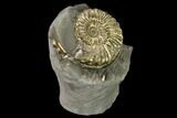Pyritized (Pleuroceras) Ammonite Fossil - Germany #131121-1